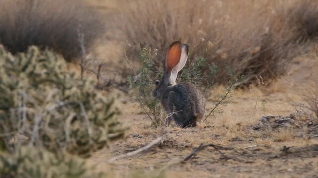 black tailed jackrabbit grazing on desert shrubs