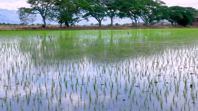 Flooded Rice Paddy with Young Rice Plants and Irrigation Water. Slow Motion. Aerial View.