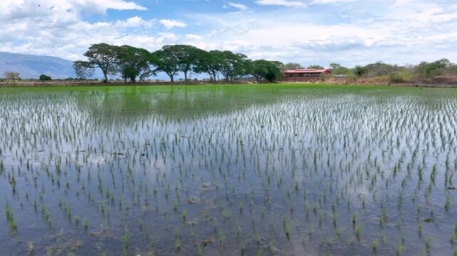 Flooded Rice Fields with Water Reflections and Birds in Colombia. Slow Motion. Aerial View.