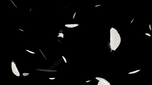 slowly falling down Loop Backgrounds. White swan feathers falling on the water. On a black background. White feather dropped on a black background. Floating Feathers Soft Falling Motion Graphics.