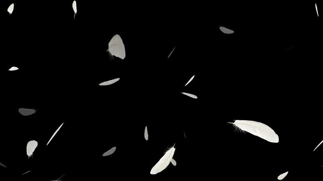 slowly falling down Loop Backgrounds. White swan feathers falling on the water. On a black background. White feather dropped on a black background. Floating Feathers Soft Falling Motion Graphics.