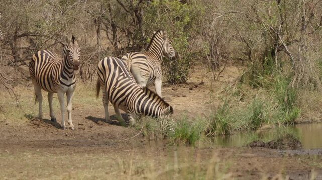 Plains zebras drink at a watering hole in slow motion. One backs away and turns off while another keeps drinking and a third arrives. Dry African savanna habitat in daylight.