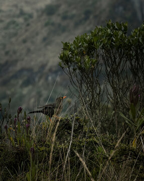 Wild bird perched on shrub in Andean paramo vegetation, Colombia