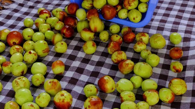 Gently pouring freshly washed organic jujube fruits from a blue colander onto a traditional checkered cloth for drying