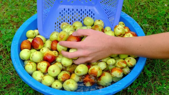 Hands transferring freshly washed organic jujube fruits from a water basin into a colander for draining