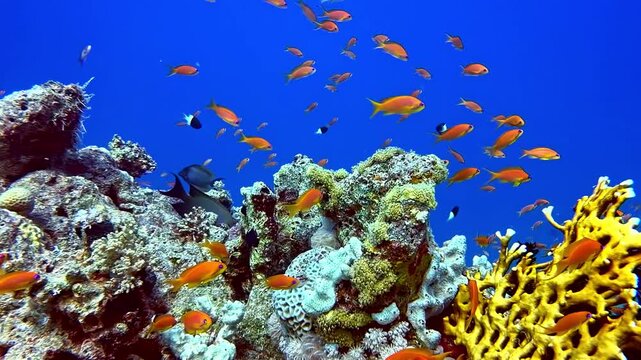 Shoal Of Bright Orange Anthias Swims Above A Vibrant Yellow Fire Coral Structure In Clear Blue Tropical Ocean Waters. - underwater shot