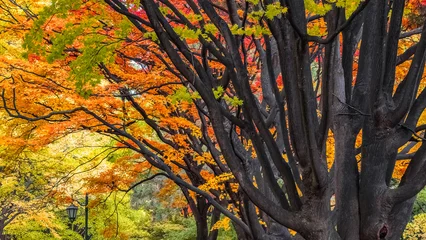 Scenic autumn view at Hokkaido University's Ginkgo Avenue in Sapporo, Hokkaido, Japan © coward_lion