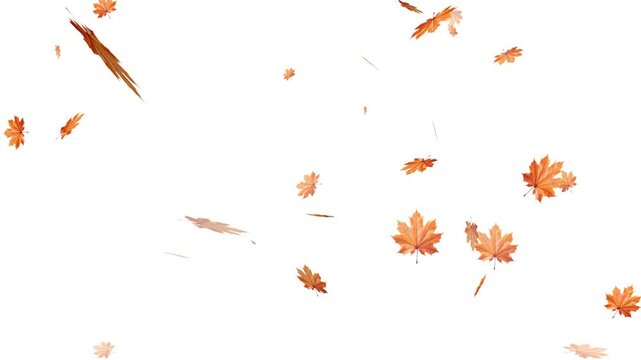 Falling autumn leaves backgrounds - isolated and loopable, Maple Leaf falls animation. Autumn maple leaves fall in the background. Maple Leaves Falling with Alpha Channel. Maple leaves falling 