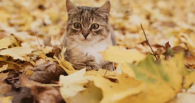 Portrait of kitten. Autumn landscape. Charming amazed tabby cat sitting in golden yellow green color leaves on nature beautiful background.