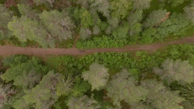 Top down drone flight over cyclist on forest path, Falun, Sweden, hazy summer.