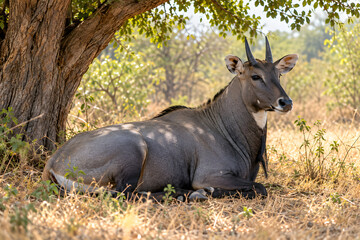 Fototapeta premium Ultra Realistic Nilgai Resting in Shade Beneath Large Tree During Warm Afternoon Wildlife Photography