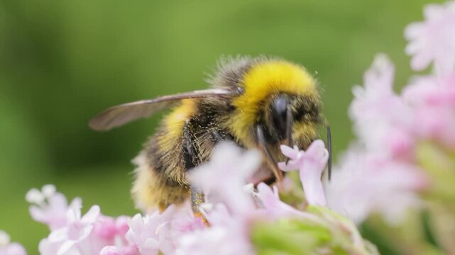 Close-up motion footage of fluffy bumblebee foraging nectar on delicate pink flower cluster.