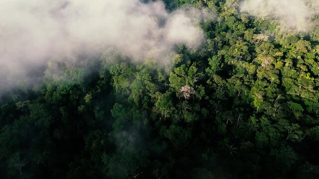 Morning Mist Drifting Across Sunlit Tropical Rainforest Canopy
