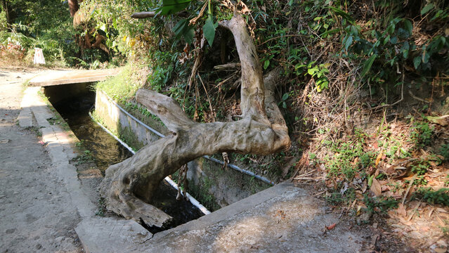 Large fallen tree trunk over small canal beside dirt path