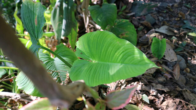 Close up of bright green taro leaf in tropical forest