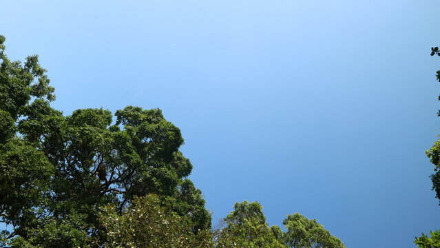 Green tree canopy framing clear blue sky background