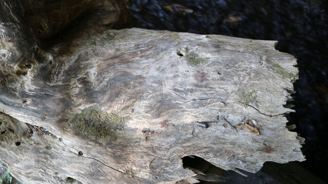 Close up texture of old weathered wooden log surface