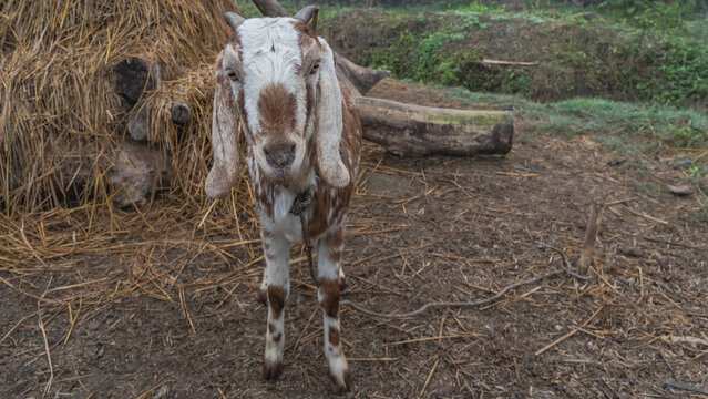 The beetal goat is standing next to a haystack, tied with a rope to a stake, and looking at the camera. Spotted white and brown fur, long ears, small horns. Nepal. Village. Chitwan. 
 