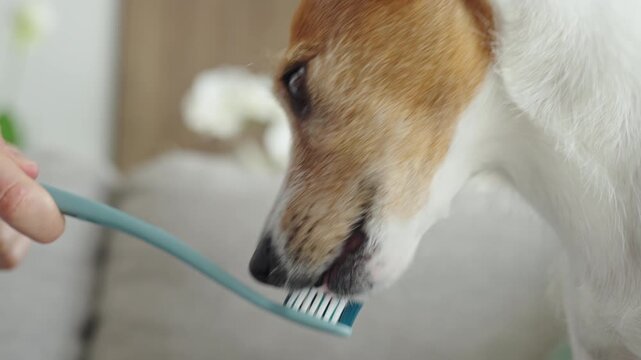 Jack Russell terrier dog biting toothbrush during teeth cleaning