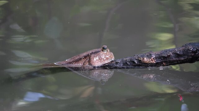A giant mudskipper (Periophthalmodon schlosseri) submerged in a wetland environment, with its blinking eyes visible as a fallen branch splashes the water nearby, close up shot.