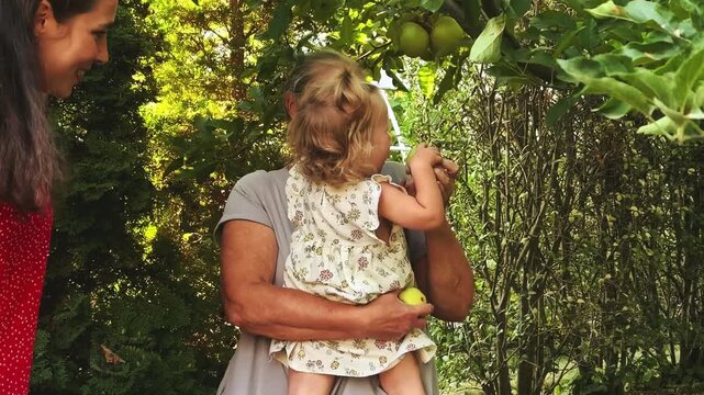 Mother, grandmother and child harvest apples from a tree together, three generations, family gardening, homegrown fruit and summer bonding.