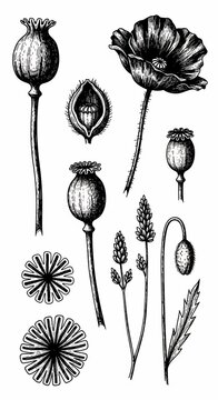 Botanical Sketch Collection: Poppy Seed Pods, Blossoms, and Floral Elements