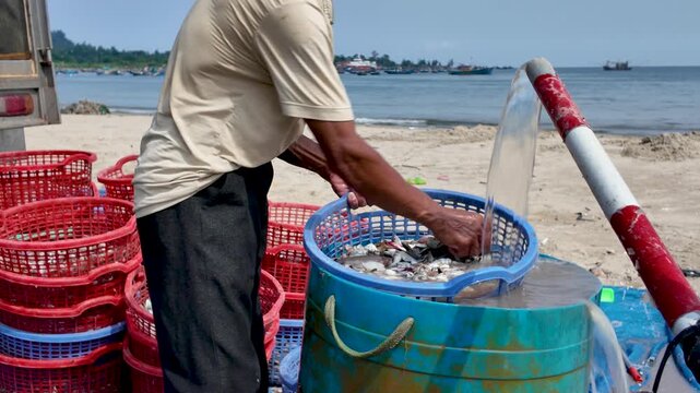 Fisherman rinsing a basket of small fish anchovies at a beachside fish sorting station Vietnam
