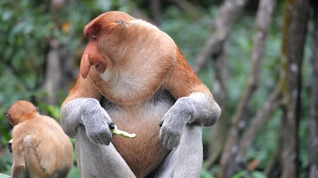 an alpha male proboscis monkey in the wild, sitting on tree and eating mangrove leaves at Tarakan, Indonesia. Proboscis monkey foraging at mangrove forest. Wild nature stock footage.