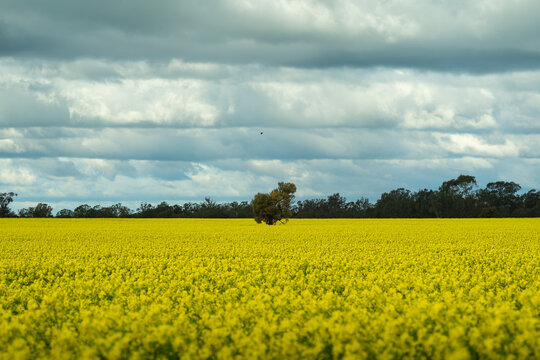 Rural landscape: a solitary tree rises from a sweeping field of flowering canola beneath layered blue-grey clouds, with more trees on the horizon, Donald, Victoria, Australia