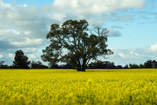 Rural landscape: close up of a gum tree rising from a bright field of flowering canola under a soft blue sky filled with drifting clouds, Donald, Victoria, Australia