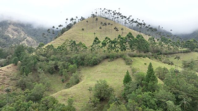 Cocora Valley with Tall Wax Palm Trees in Salento, Colombia. Establishing Shot. Aerial View.