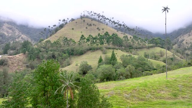 Cocora Valley with Tall Wax Palm Trees in Salento, Colombia. Establishing Shot. Aerial View.