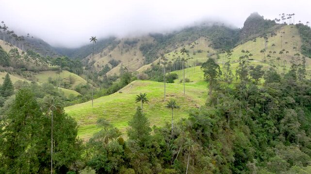 Cocora Valley Iconic Wax Palms and Green Andean Mountains near Salento, Colombia. Establishing Shot. Aerial View.
