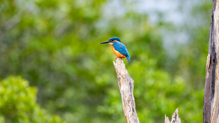Obraz premium Common kingfisher (Alcedo atthis) perched on a weathered tree branch against a soft green natural background at Wilpattu National Park, Sri Lanka