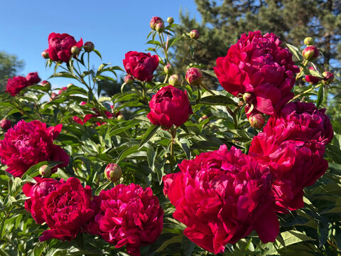 Peonies peony lactiflora red crimson flowers