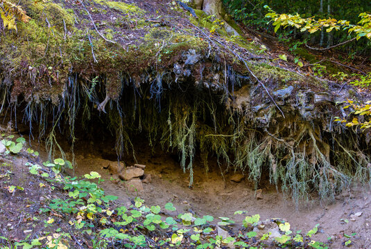 Exposed tree roots forming a natural cave on a forested hillside. Erosion exposing root system of forest trees. Overhanging mossy soil bank with exposed roots creating a small natural cave