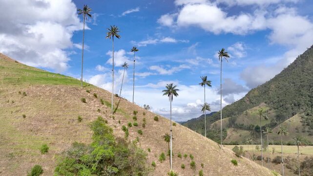 Cocora Valley with Tall Wax Palm Trees in Salento, Colombia. Establishing Shot. Aerial View.