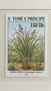 S Tome e Principe Stamp Lemongrass Cymbopogon citratus Botanical Illustration