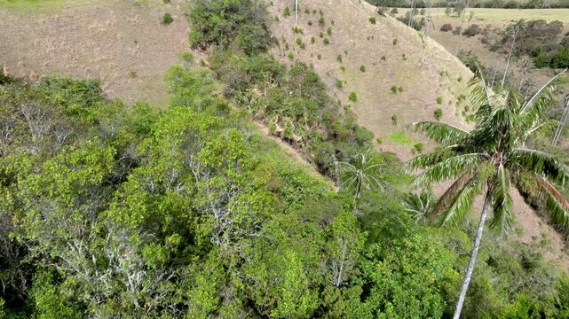 Cocora Valley Iconic Wax Palms and Green Andean Mountains near Salento, Colombia. Establishing Shot. Aerial View.