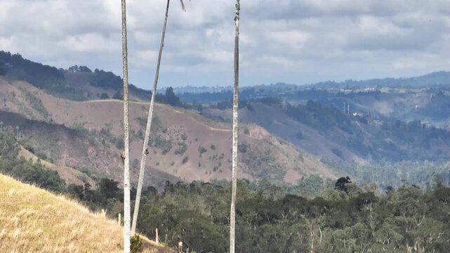 Cocora Valley Iconic Wax Palms and Green Andean Mountains near Salento, Colombia. Establishing Shot. Aerial View.