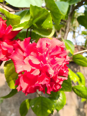 Beautiful Red Hibiscus Flower Covered in Fresh Raindrops in a Lush Green Garden. © PNG WORLD