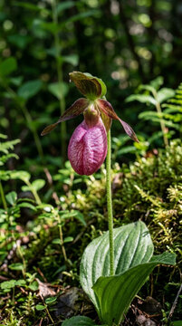 Pink Lady Slipper Orchid Cypripedium reginae Blooming in a Lush Forest