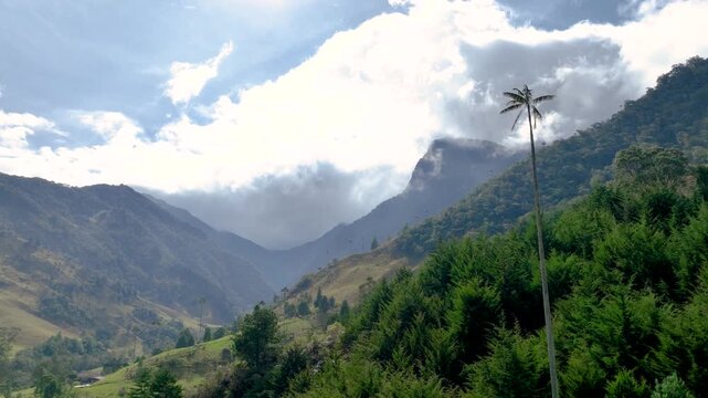 Colombian Wax Palm Trees Growing on Andean Mountain Slopes in Cocora Valley. Establishing Shot. Aerial View.