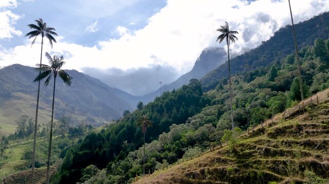 Cocora Valley with Tall Wax Palm Trees in Salento, Colombia. Establishing Shot. Aerial View.