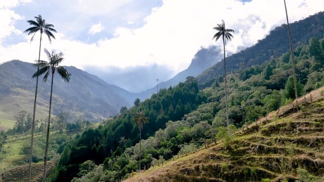 Cocora Valley Iconic Wax Palms and Green Andean Mountains near Salento, Colombia. Establishing Shot. Aerial View.