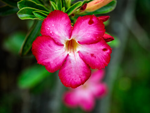 Pink and White Desert Rose Flower in Tropical Garden
