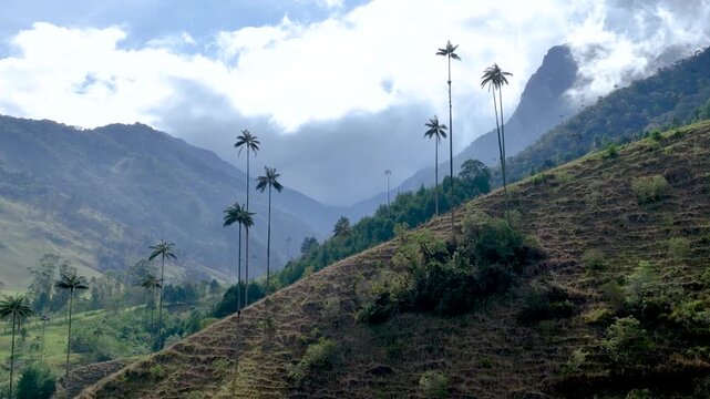 Colombian Wax Palm Trees Growing on Andean Mountain Slopes in Cocora Valley. Establishing Shot. Aerial View.