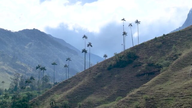 Cocora Valley with Tall Wax Palm Trees in Salento, Colombia. Establishing Shot. Aerial View.