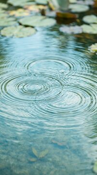 Ripples on water surface with lily pads in background.