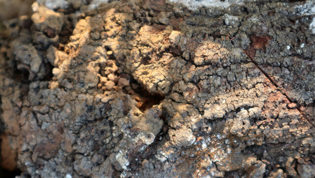 Close up extreme detail of dry rough tree bark surface texture